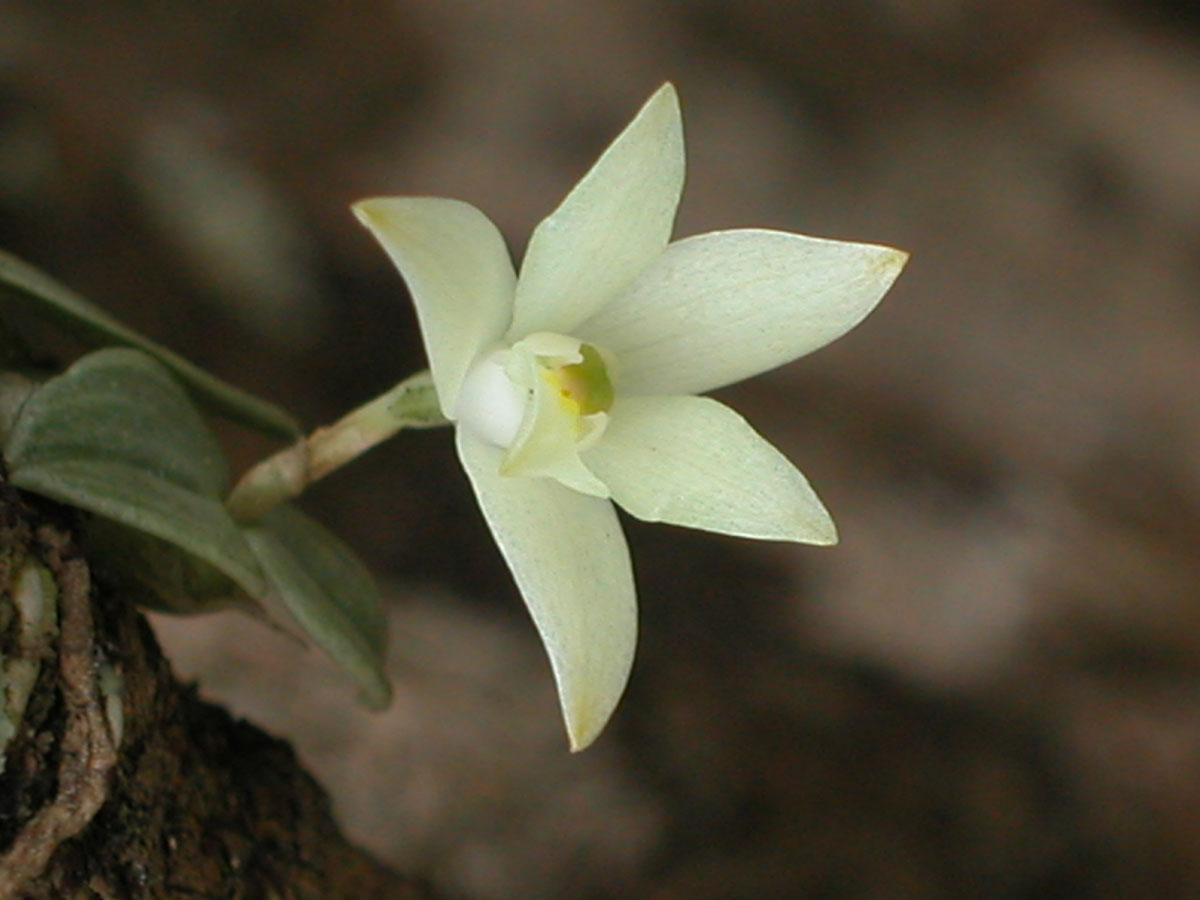 Orchidaceae Constantia cipoensis