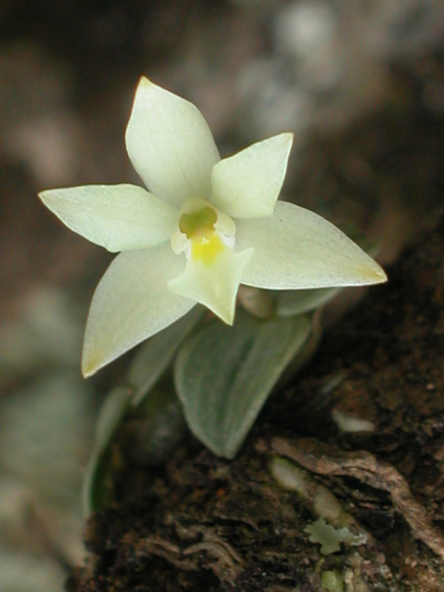 Orchidaceae Constantia cipoensis