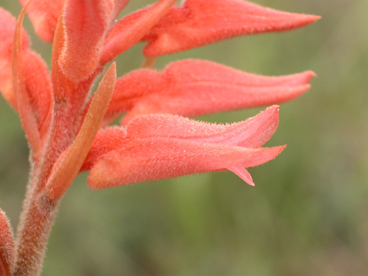 Orchidaceae Sacoila lanceolata