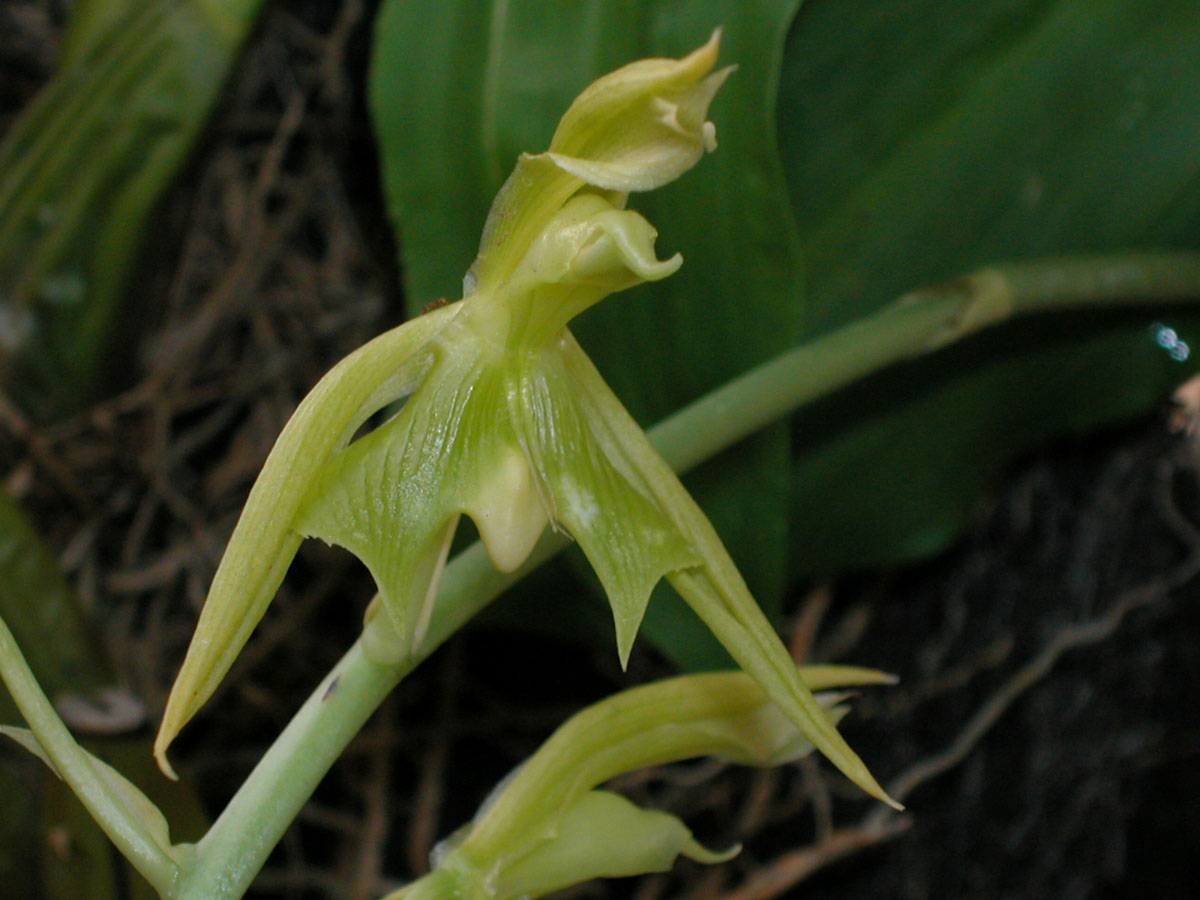 Orchidaceae Catasetum cernuum