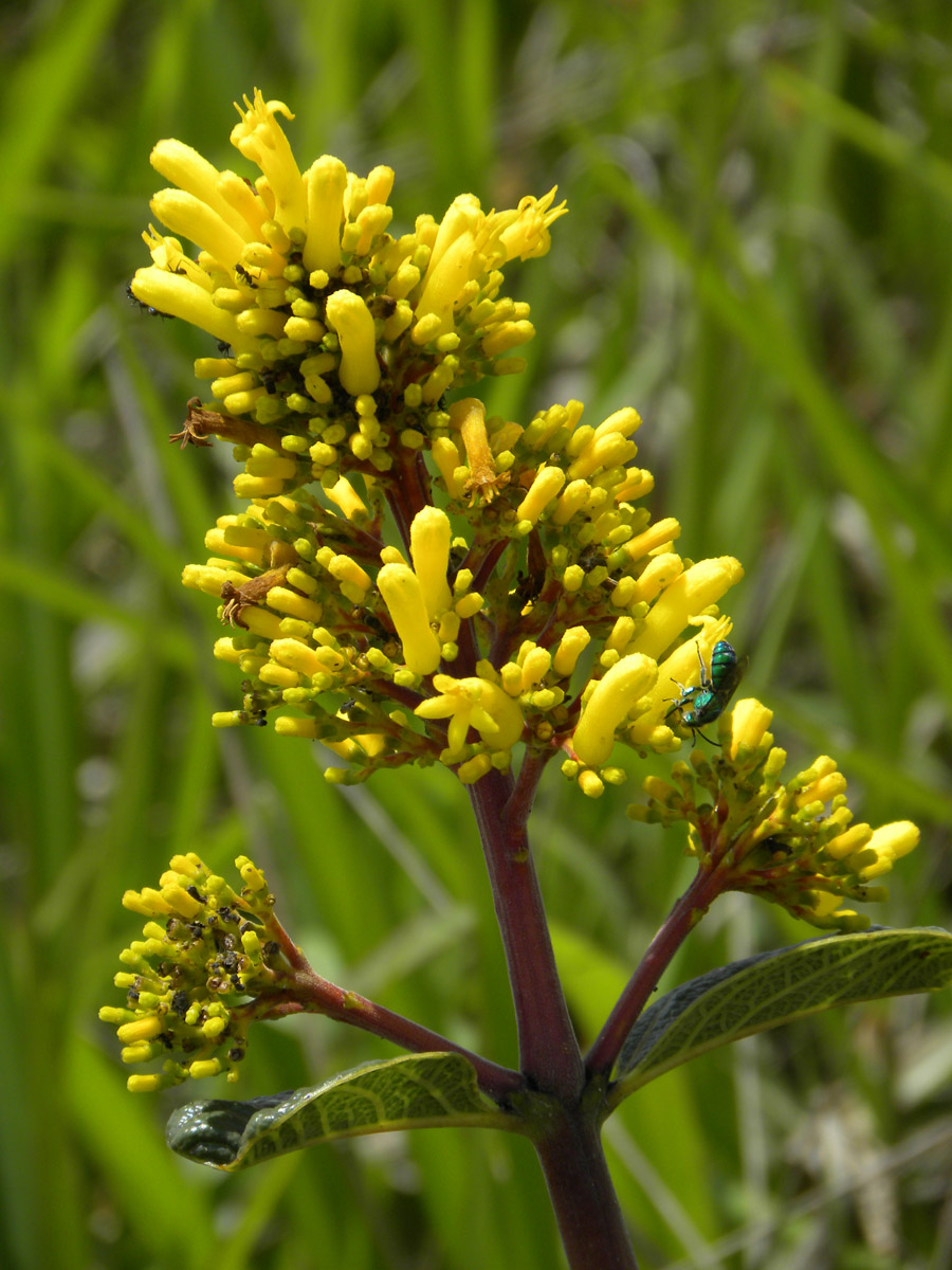 Rubiaceae Palicourea 