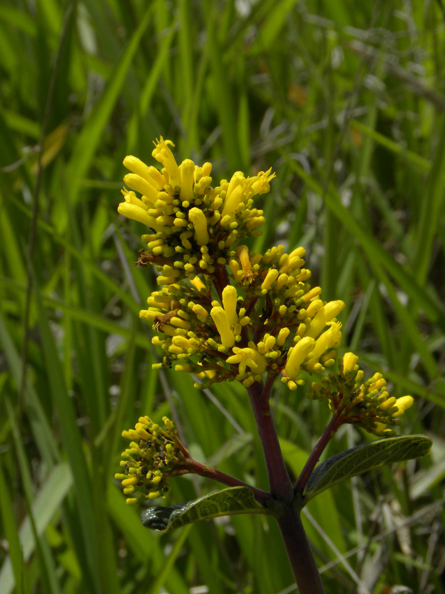 Rubiaceae Palicourea 