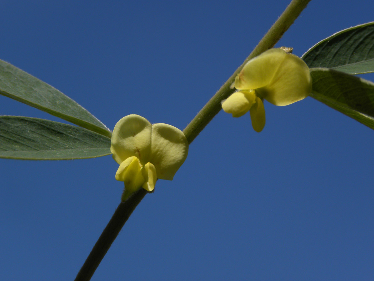 Fabaceae Tephrosia sessiliflora