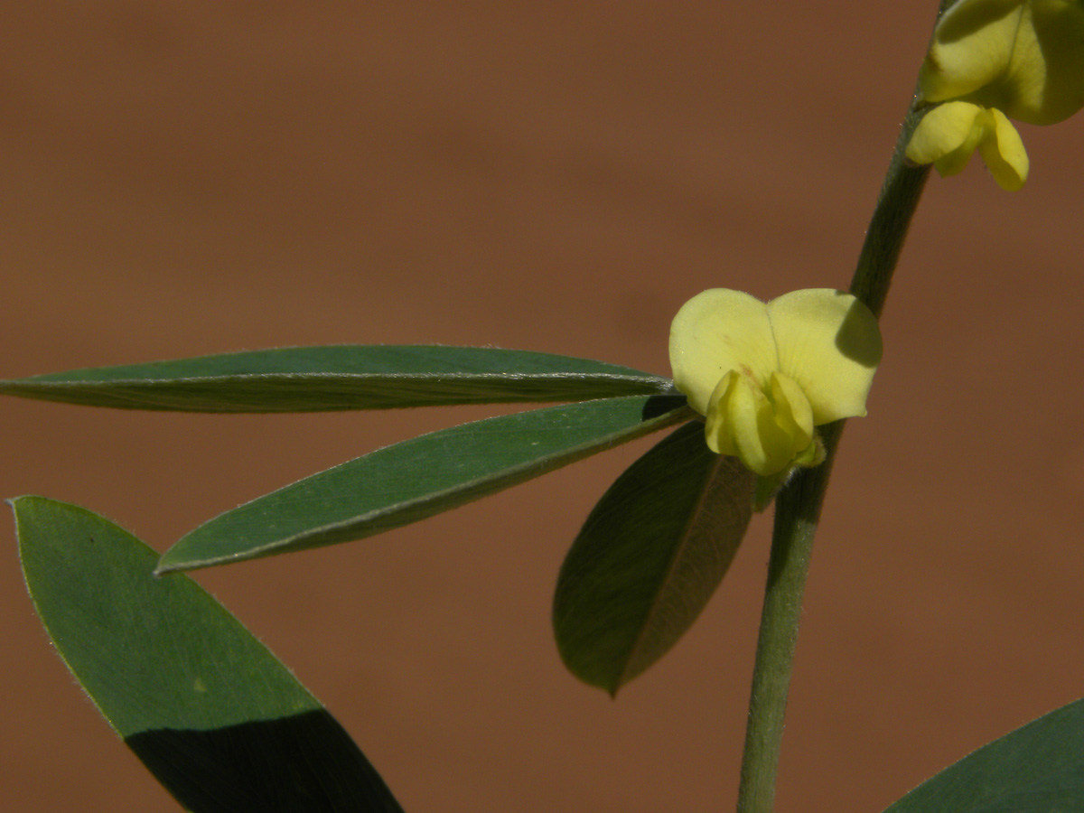 Fabaceae Tephrosia sessiliflora