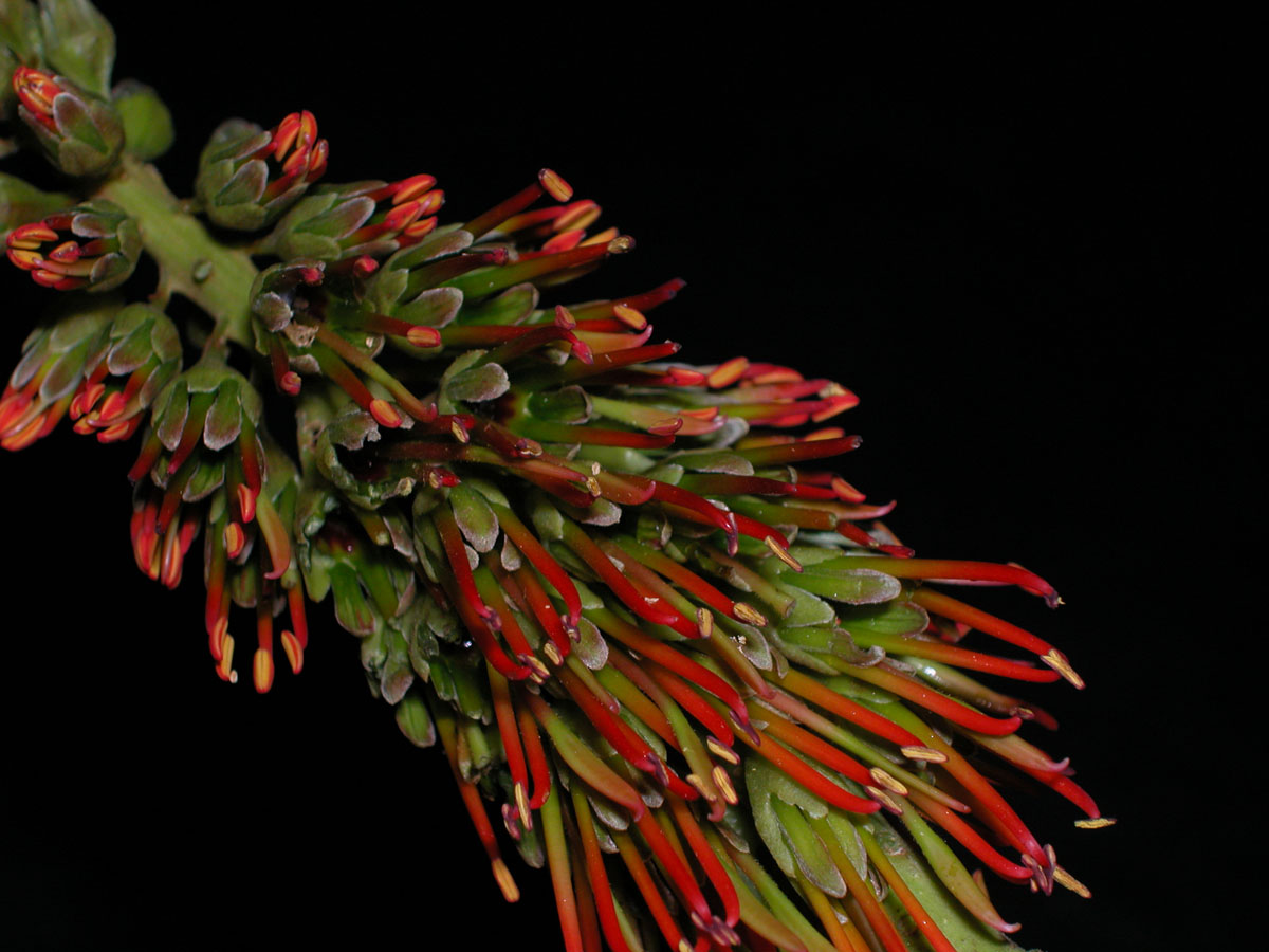 Fabaceae Acrocarpus fraxinifolius