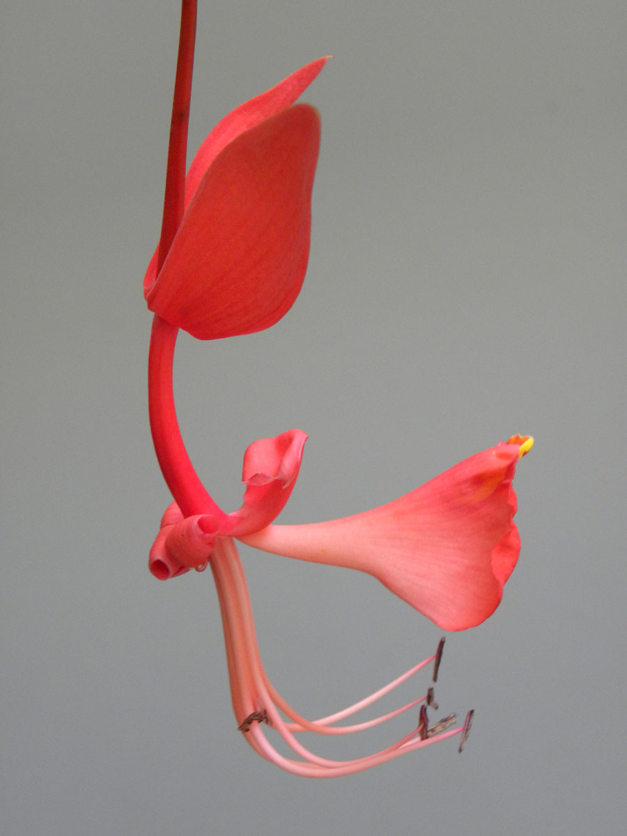 Fabaceae Amherstia nobilis