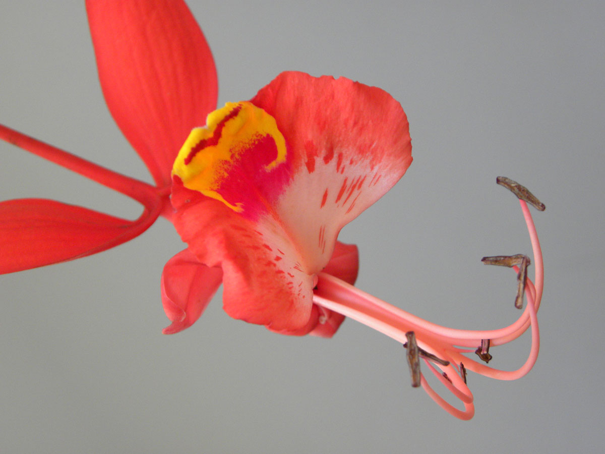 Fabaceae Amherstia nobilis