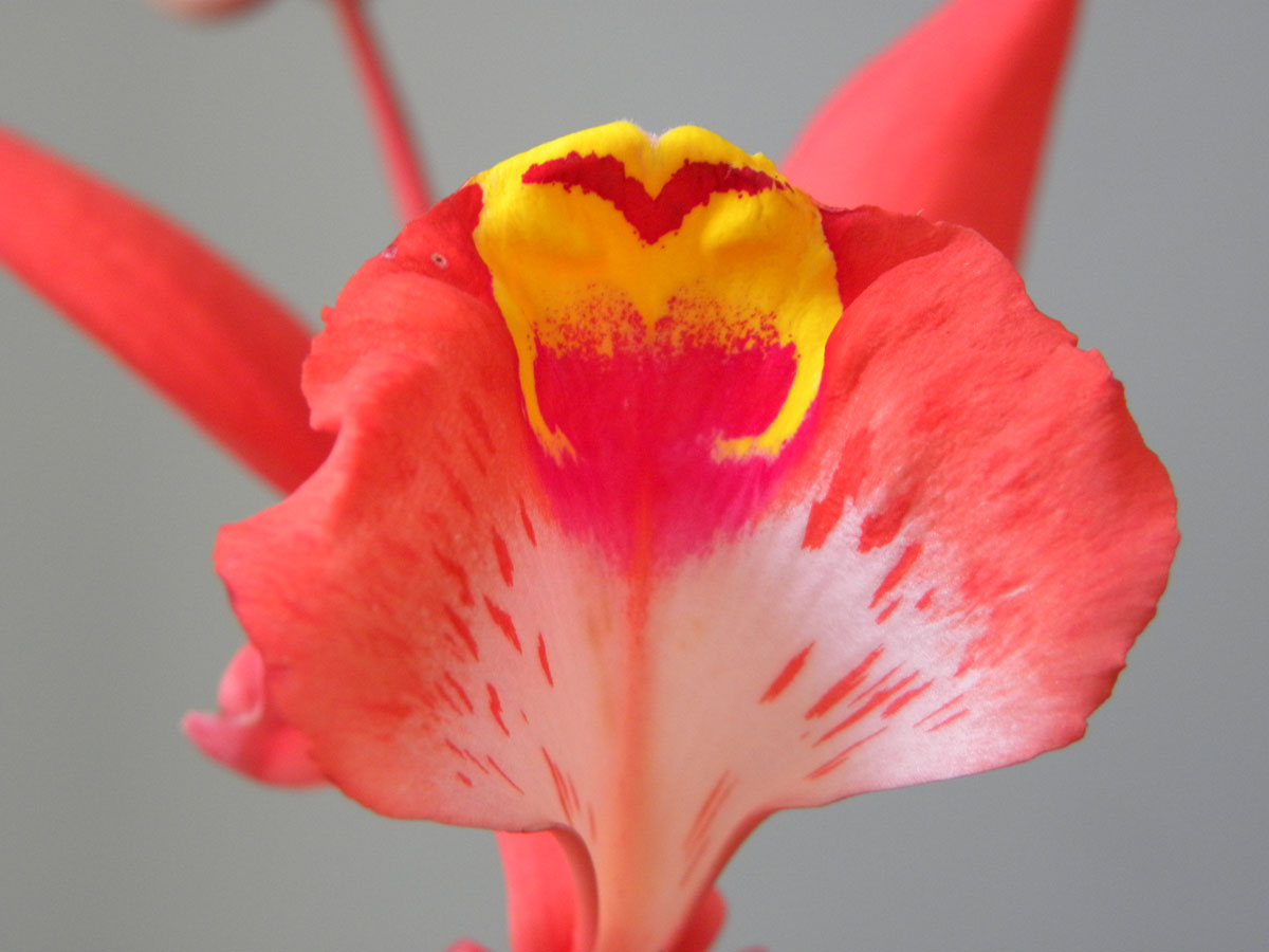 Fabaceae Amherstia nobilis