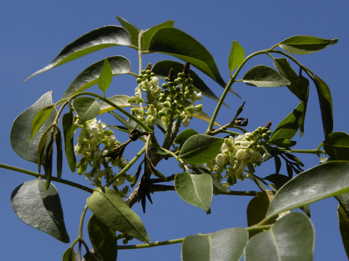 Fabaceae Ateleia 