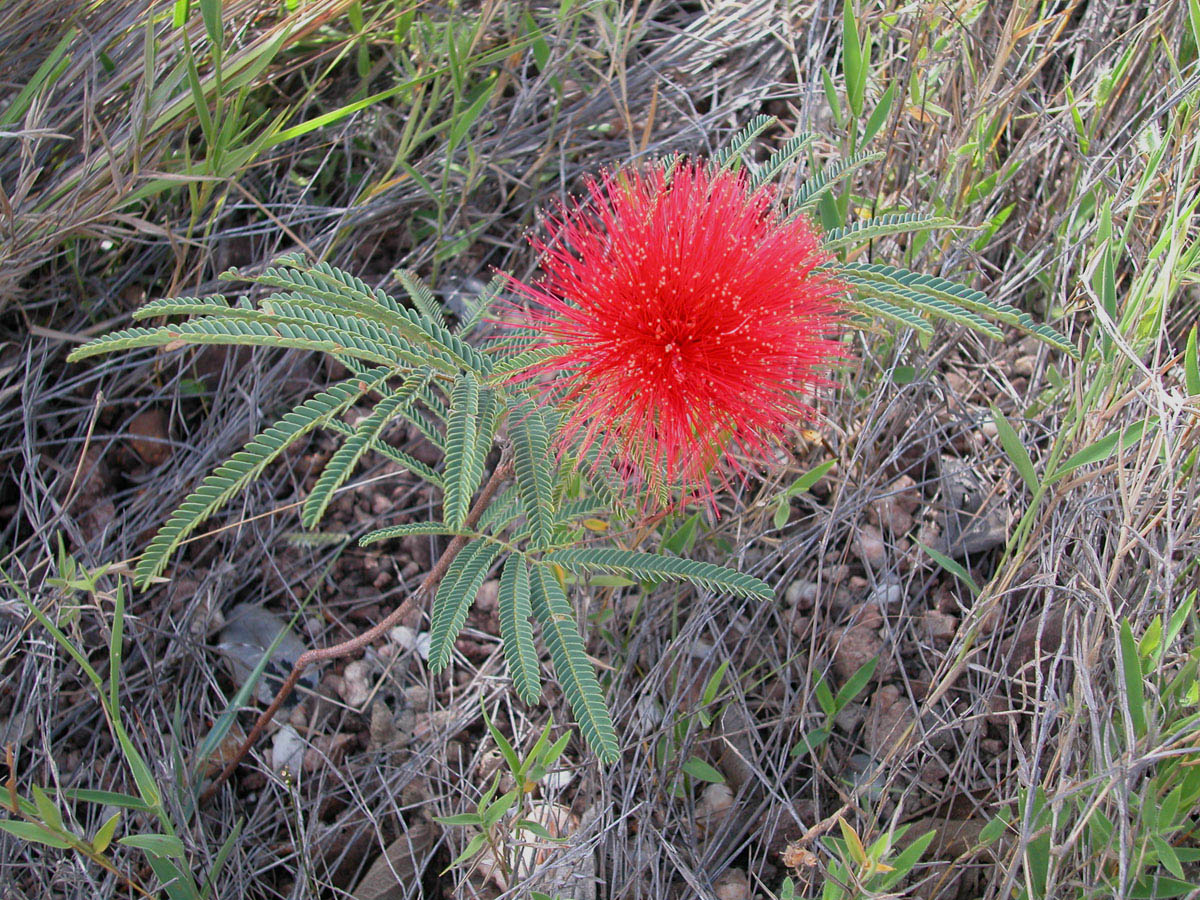 Fabaceae Calliandra dysantha