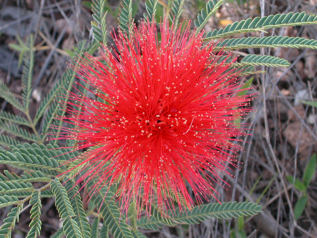 Fabaceae Calliandra dysantha