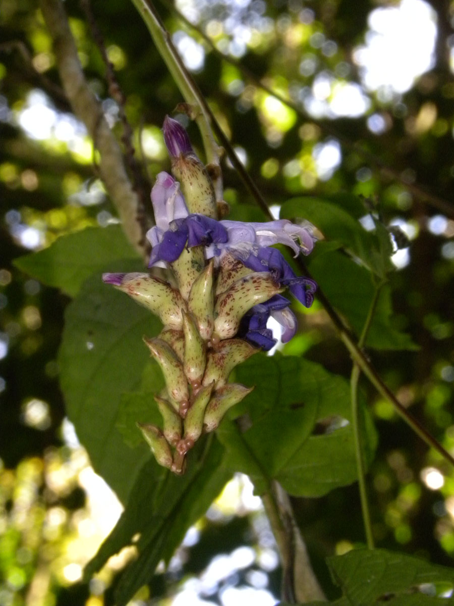 Fabaceae Canavalia picta