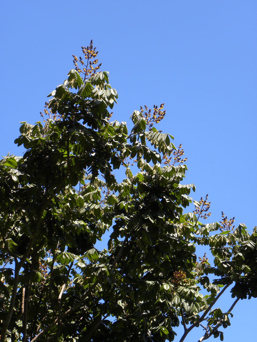 Fabaceae Centrolobium tomentosum