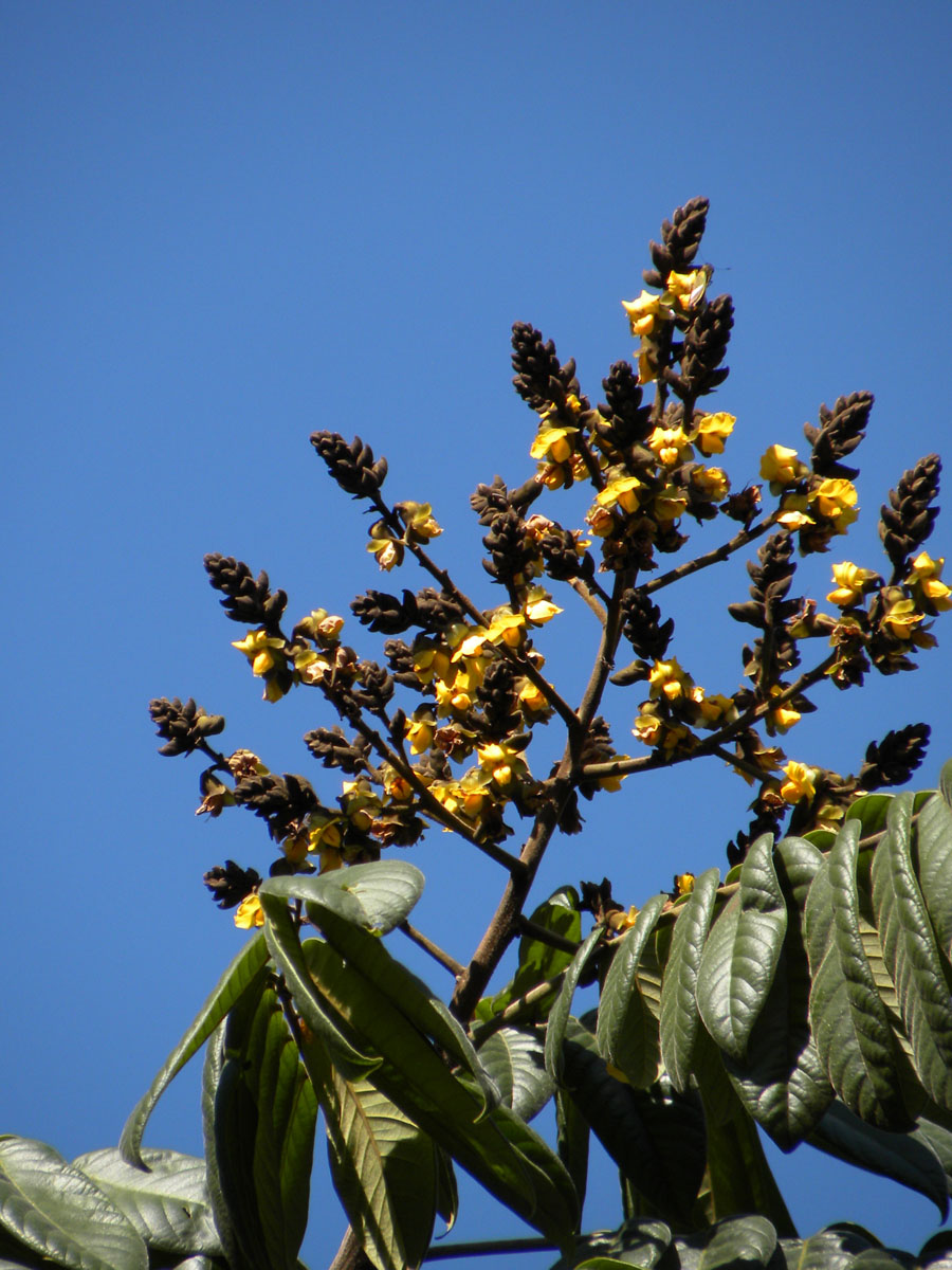 Fabaceae Centrolobium tomentosum