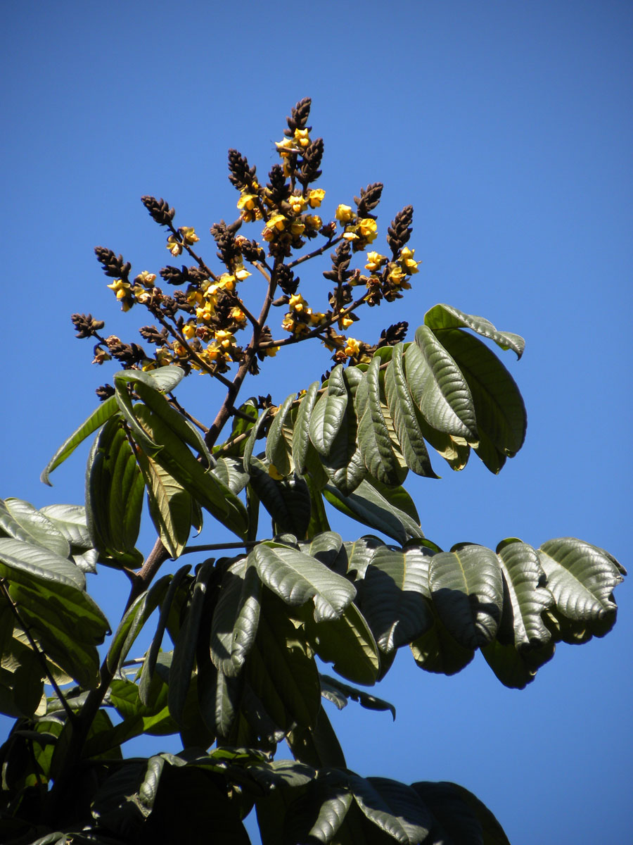 Fabaceae Centrolobium tomentosum