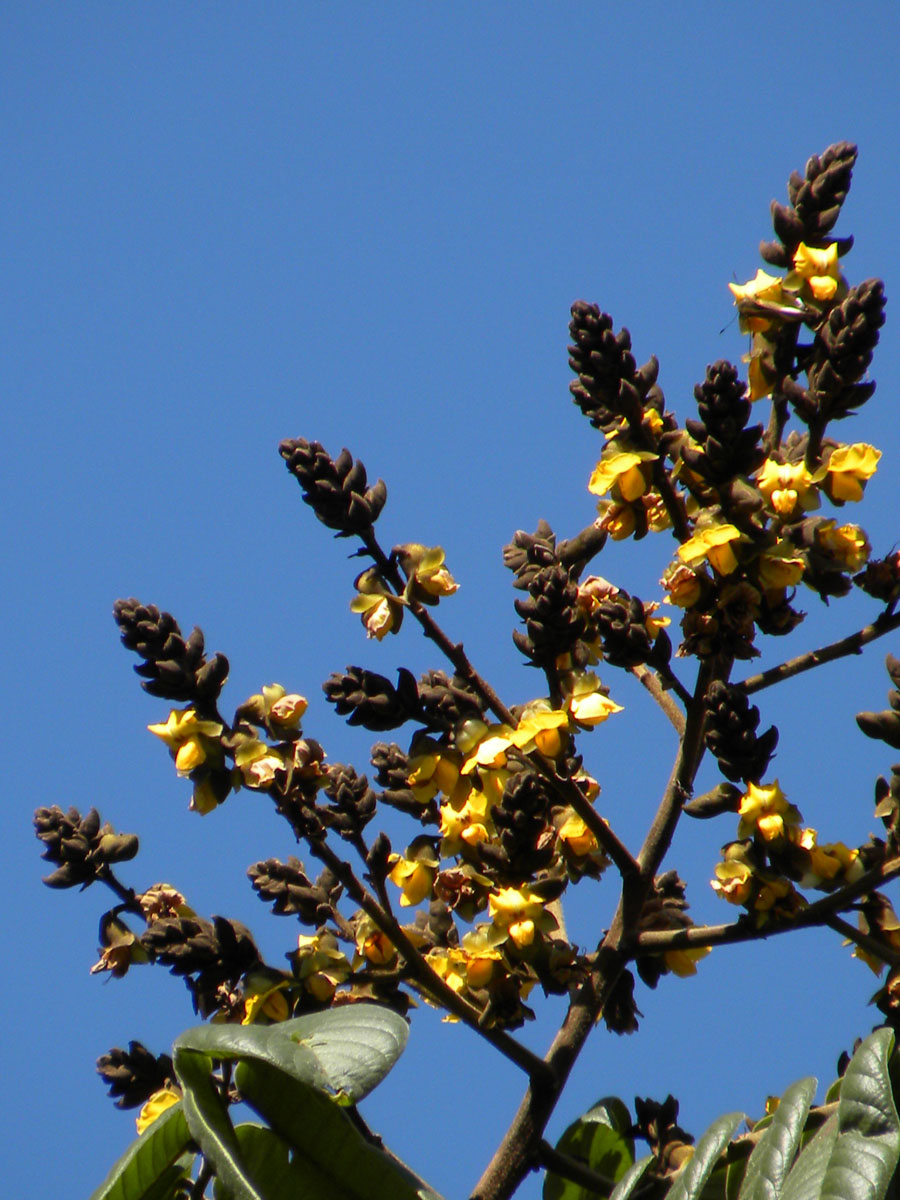 Fabaceae Centrolobium tomentosum