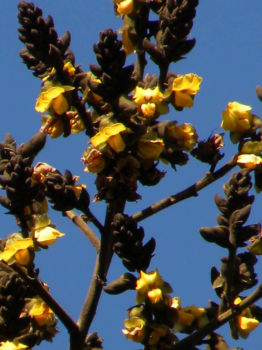 Fabaceae Centrolobium tomentosum