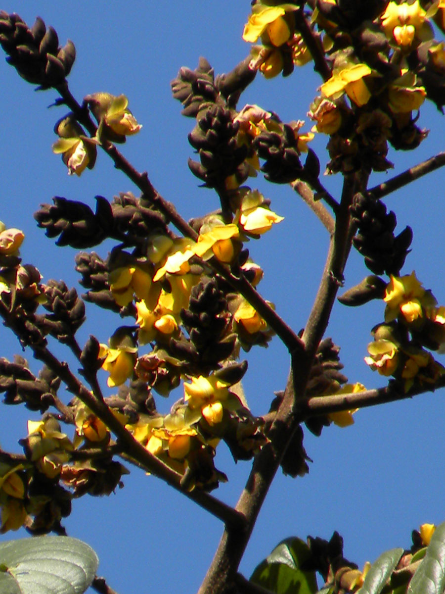 Fabaceae Centrolobium tomentosum