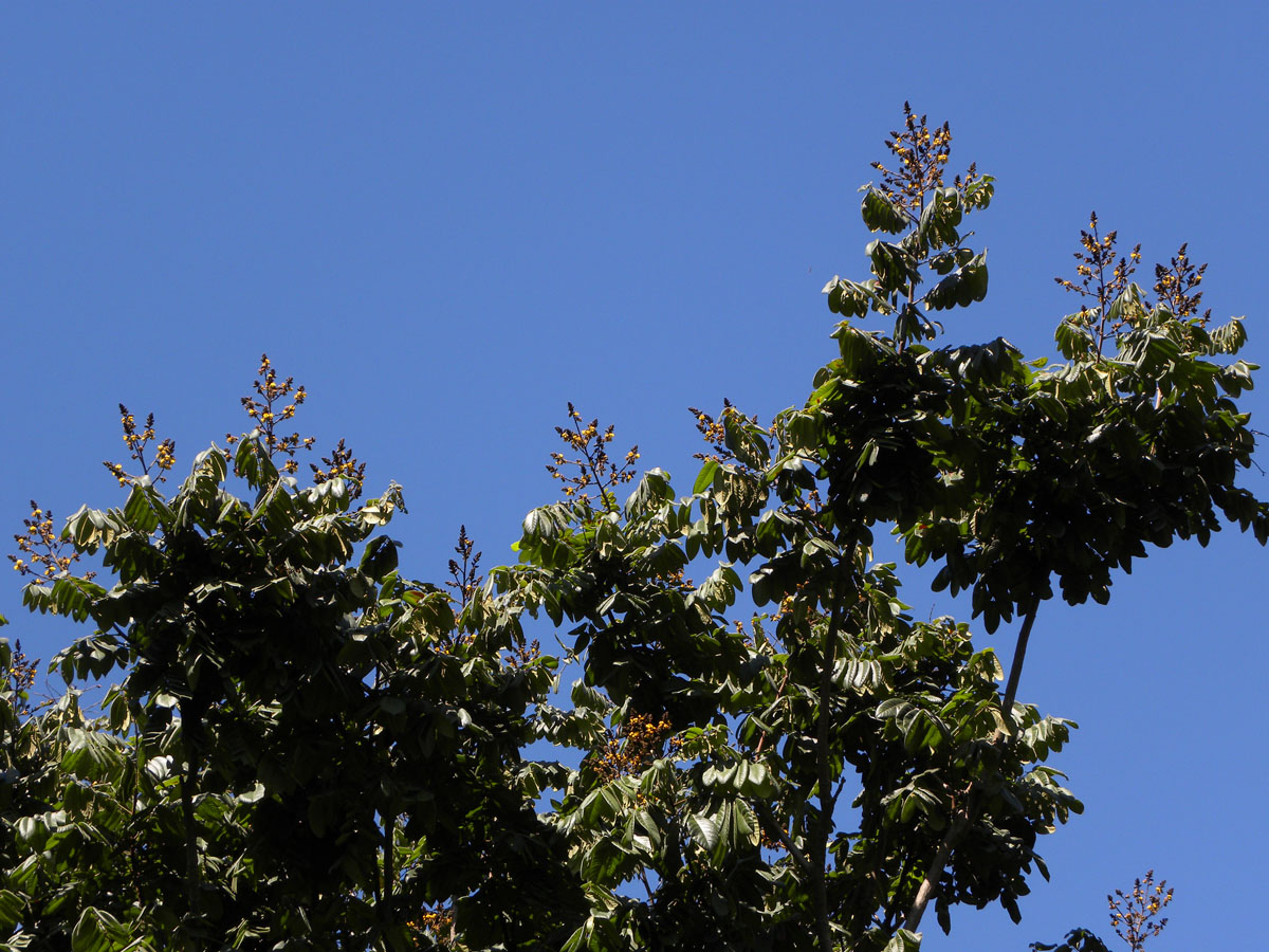 Fabaceae Centrolobium tomentosum