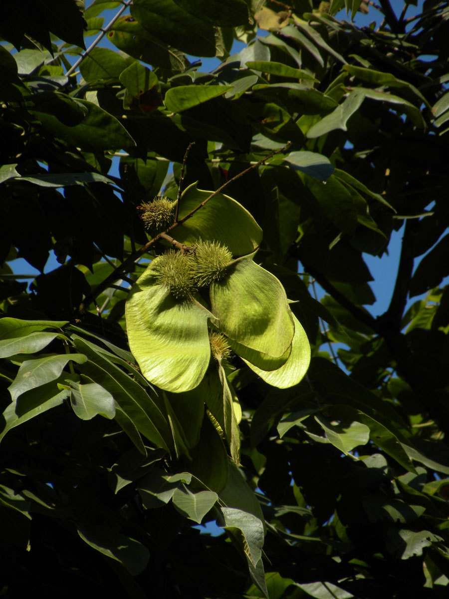 Fabaceae Centrolobium tomentosum