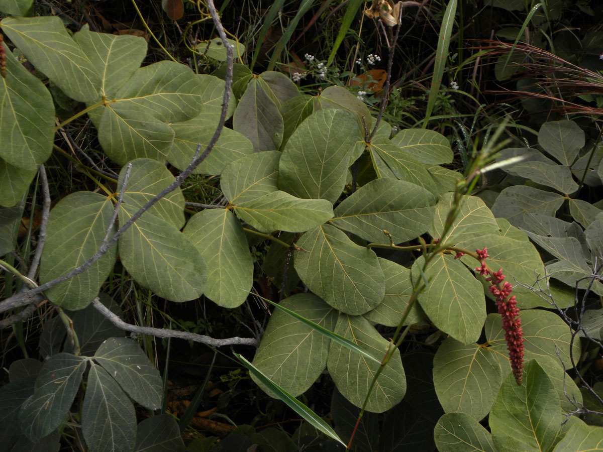 Fabaceae Cleobulia multiflora