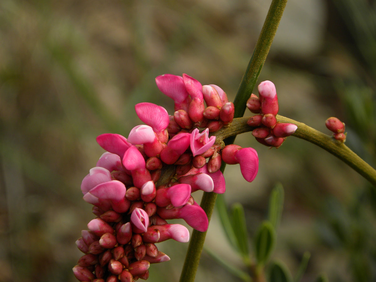 Fabaceae Cleobulia multiflora