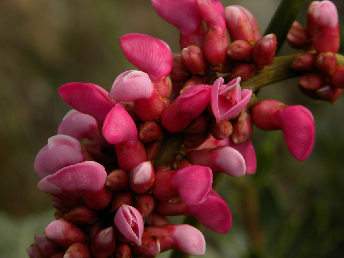 Fabaceae Cleobulia multiflora