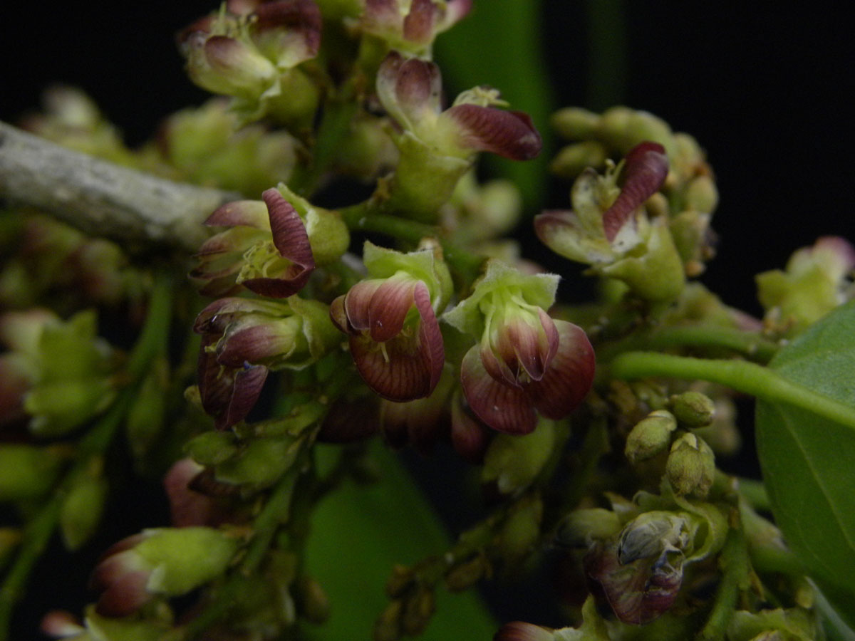 Fabaceae Cyclolobium brasiliense