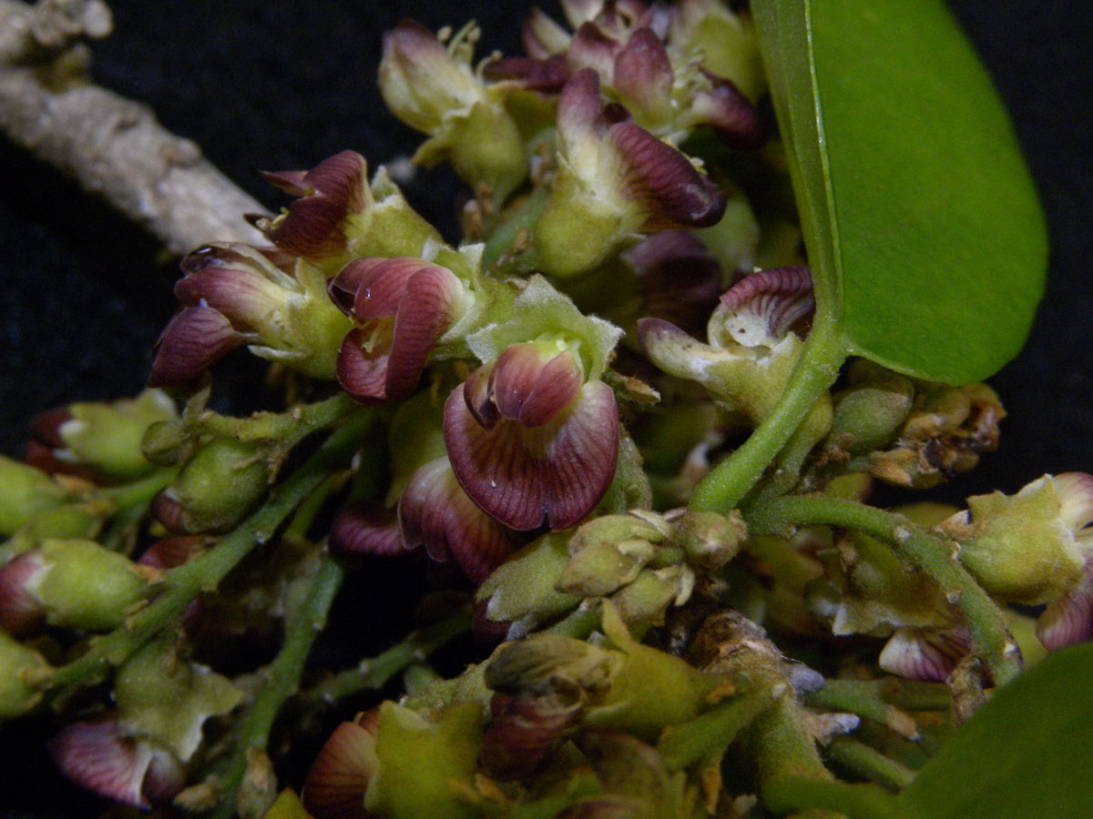 Fabaceae Cyclolobium brasiliense