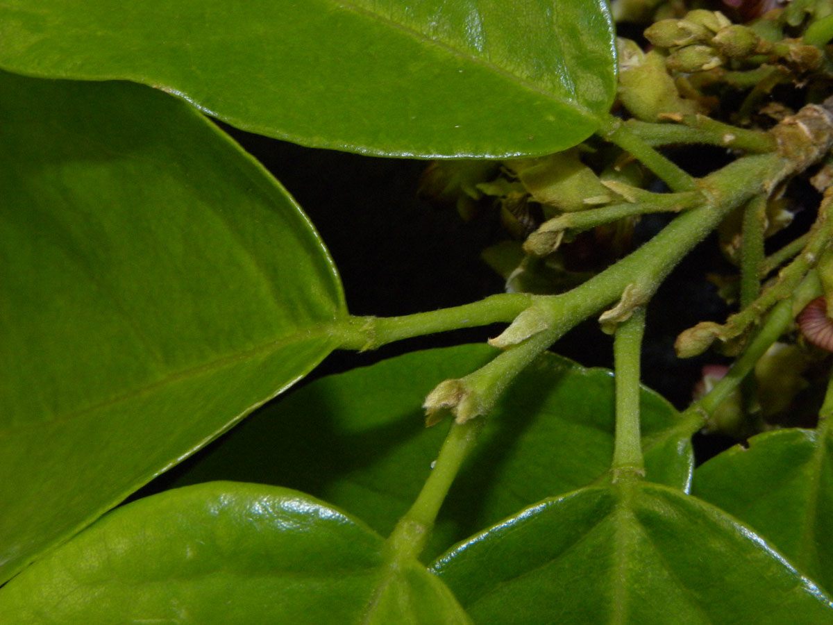 Fabaceae Cyclolobium brasiliense