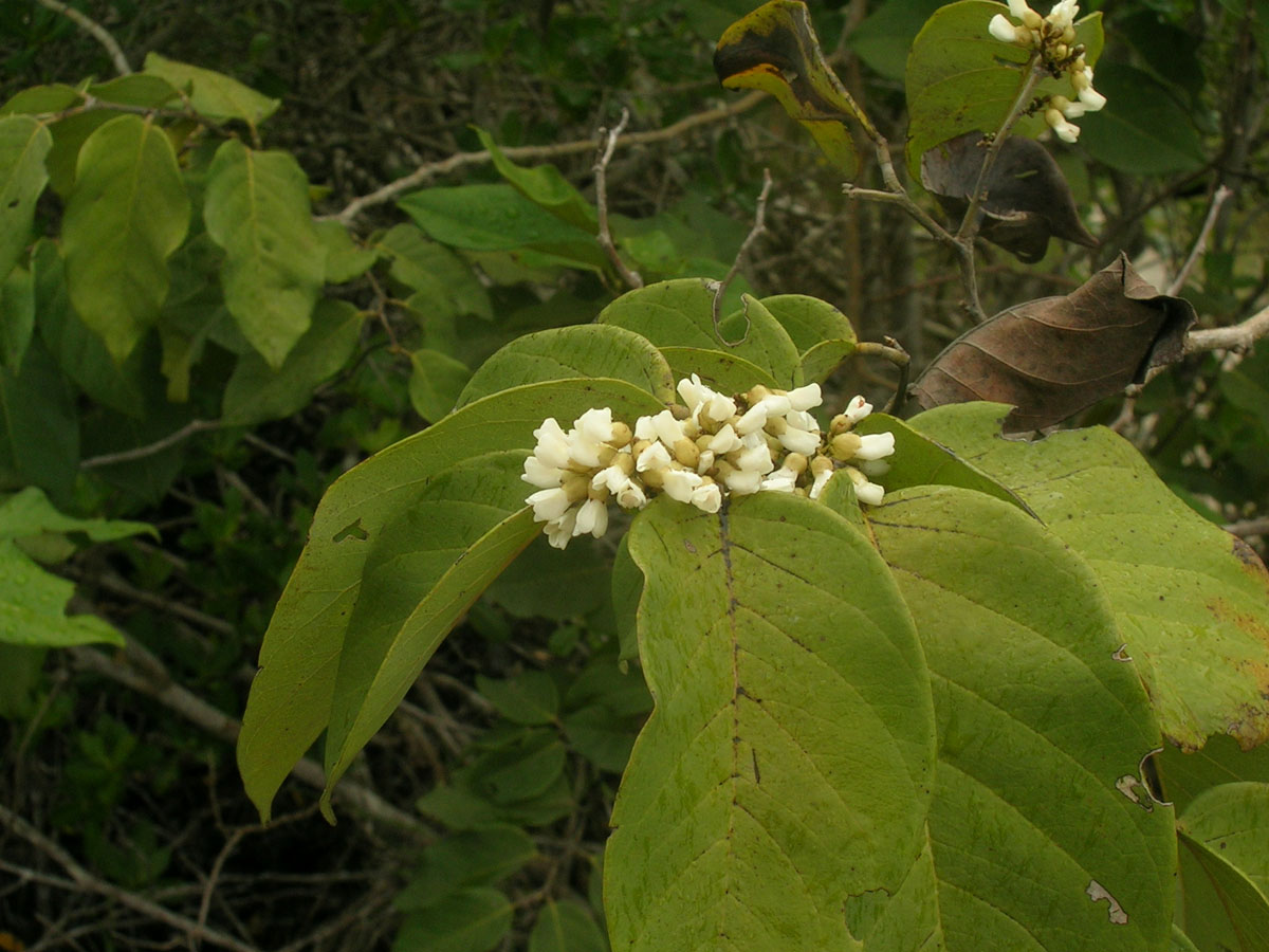 Fabaceae Dalbergia ecastaphyllum