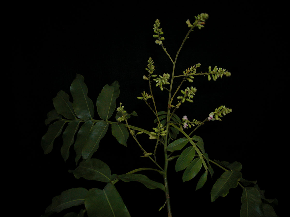 Fabaceae Dipteryx alata