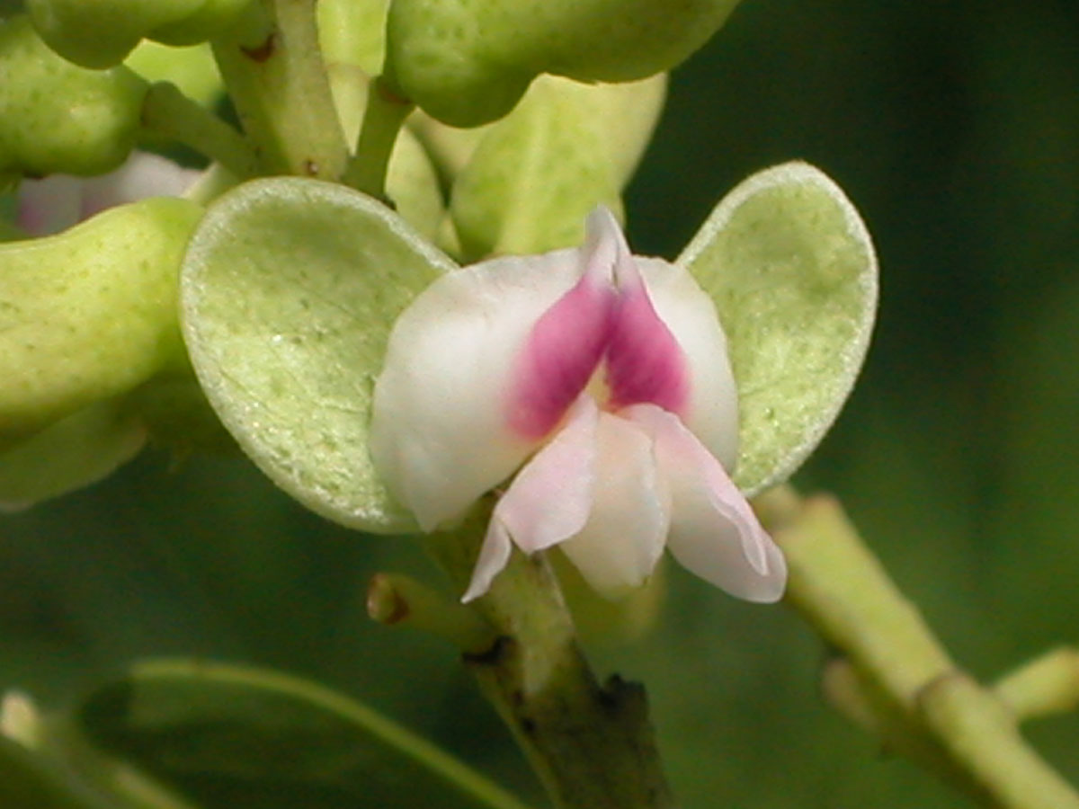 Fabaceae Dipteryx alata