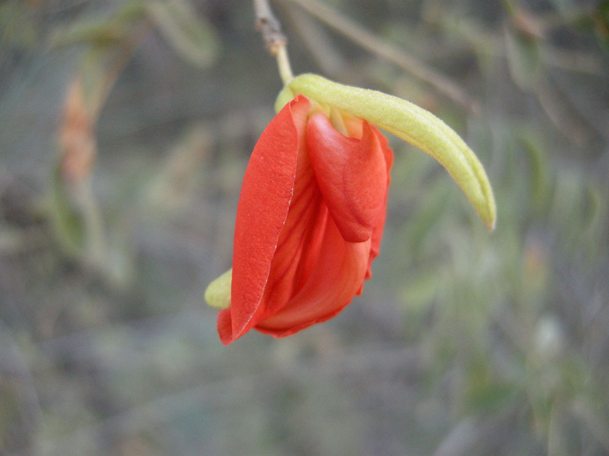 Fabaceae Harpalyce brasiliana