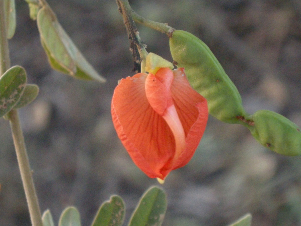 Fabaceae Harpalyce brasiliana