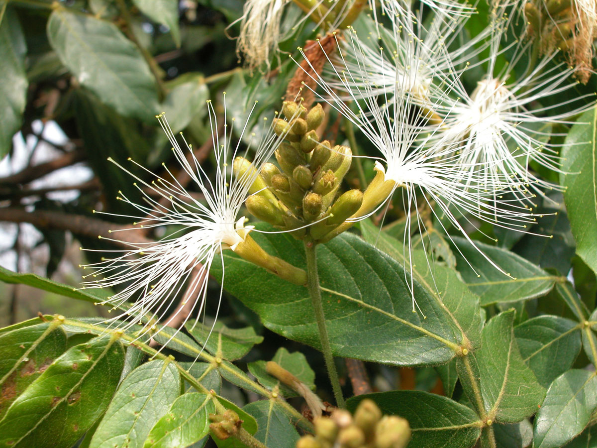 Fabaceae Inga vera