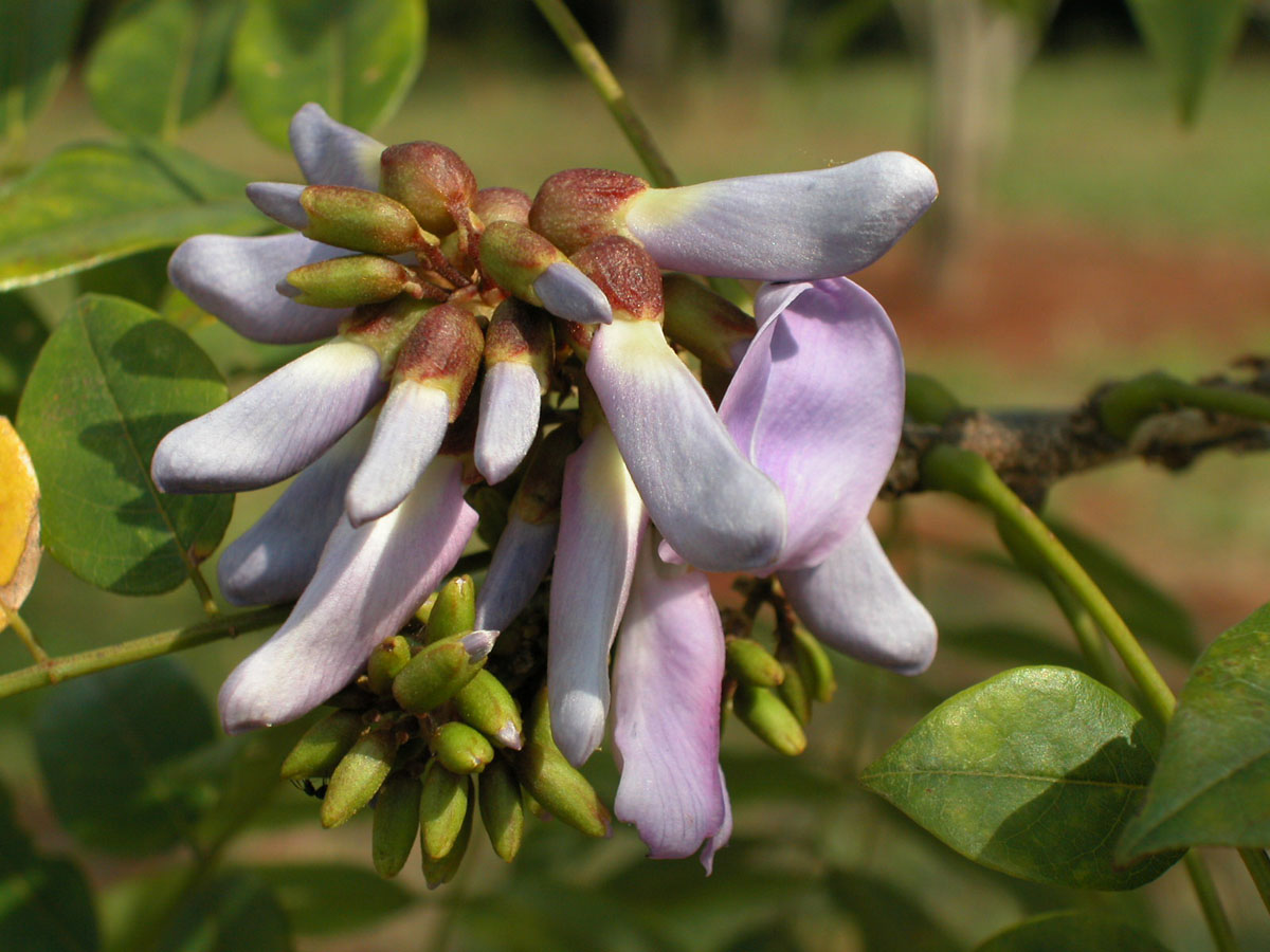 Fabaceae Millettia dura