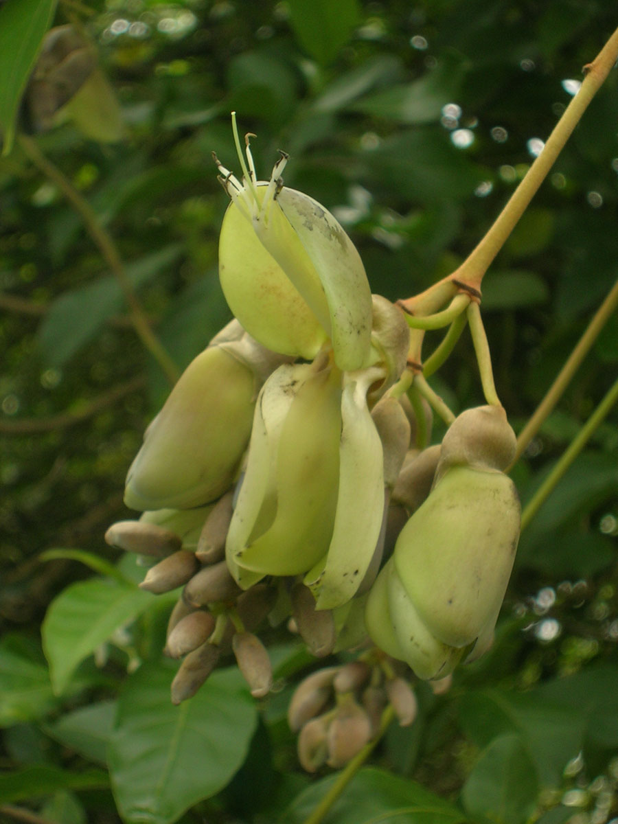 Fabaceae Mucuna urens