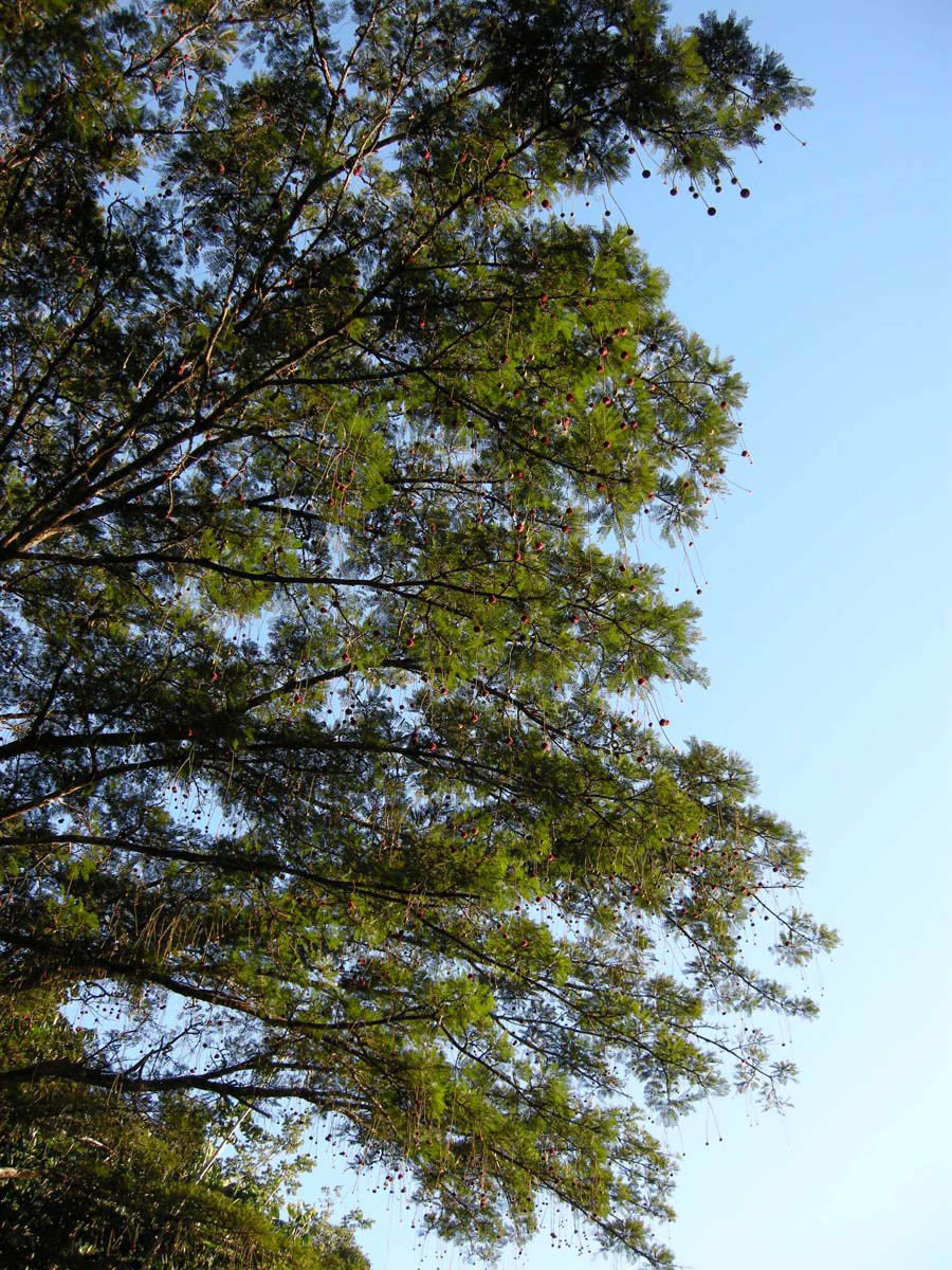 Fabaceae Parkia pendula