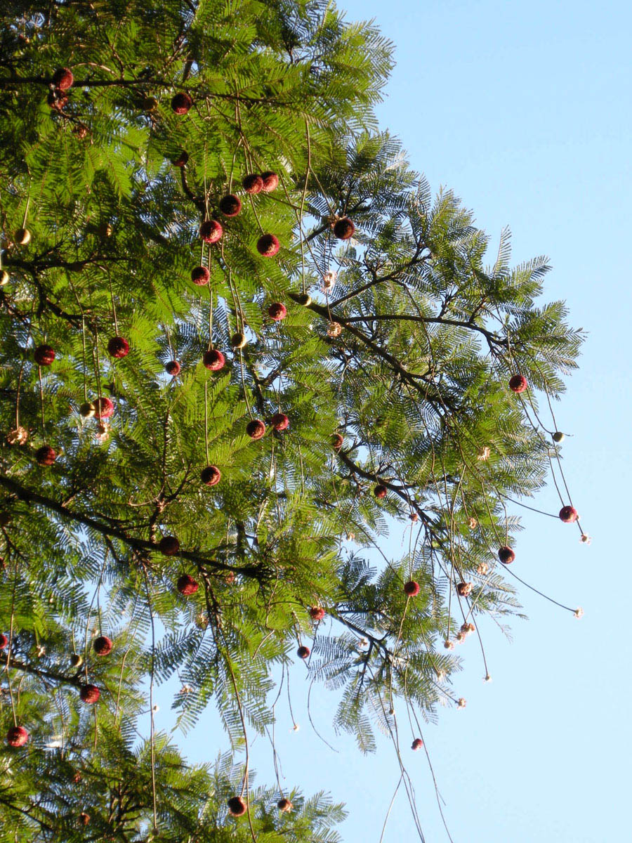 Fabaceae Parkia pendula