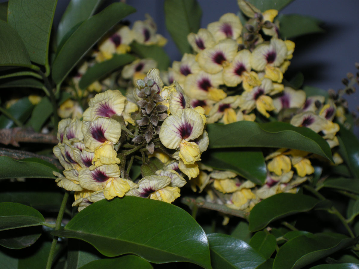 Fabaceae Pterocarpus rohrii