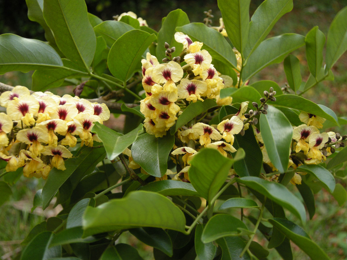 Fabaceae Pterocarpus rohrii