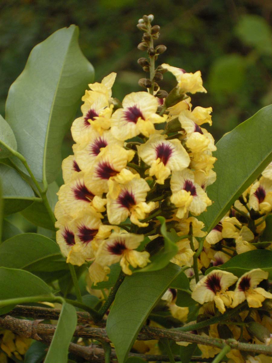 Fabaceae Pterocarpus rohrii