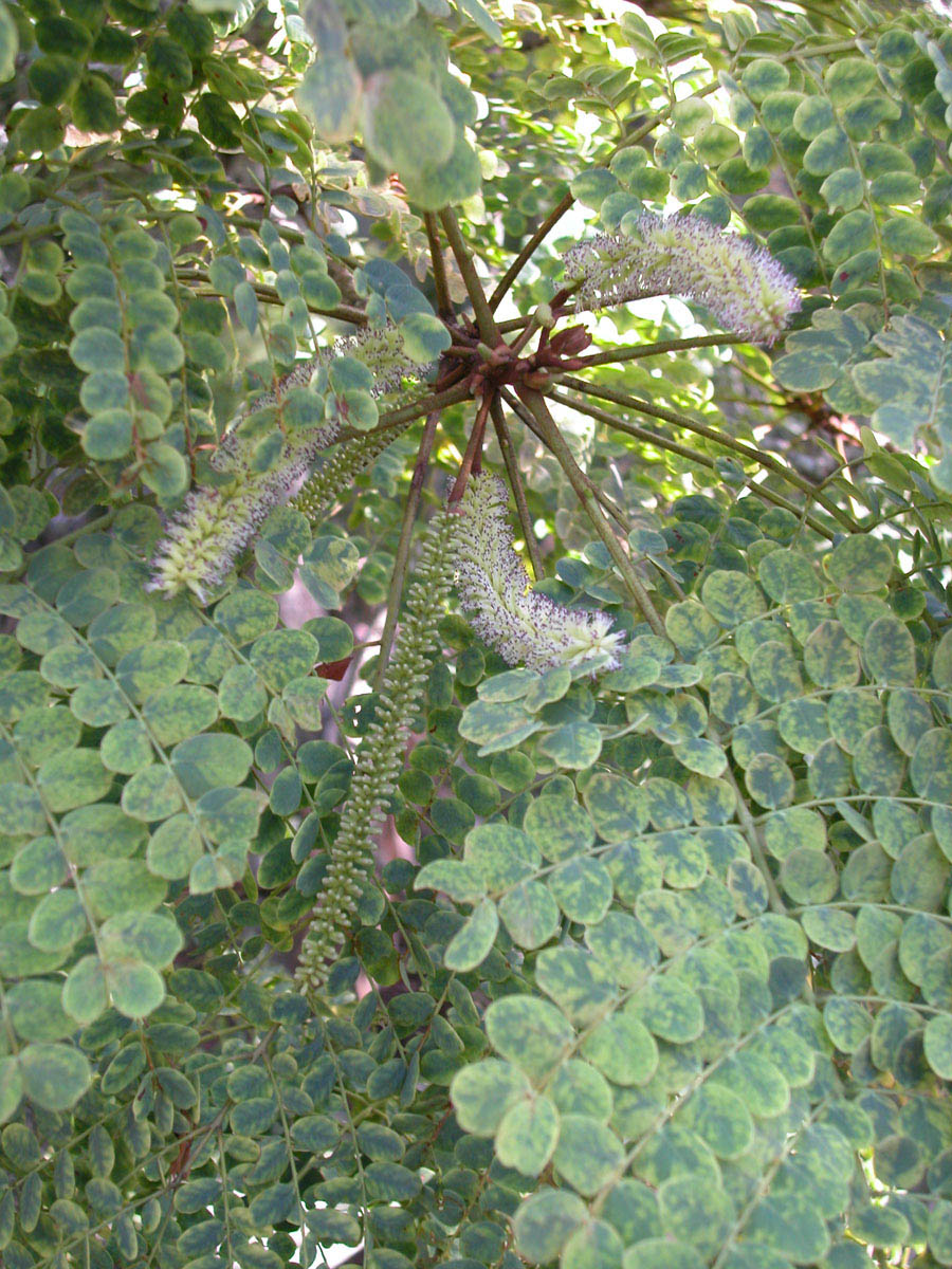 Fabaceae Stryphnodendron adstringens