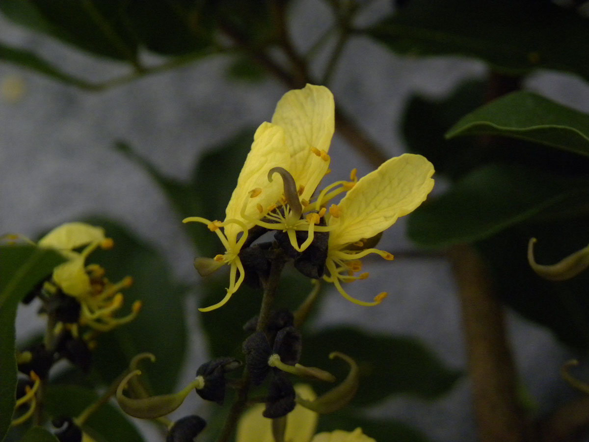 Fabaceae Swartzia jorori