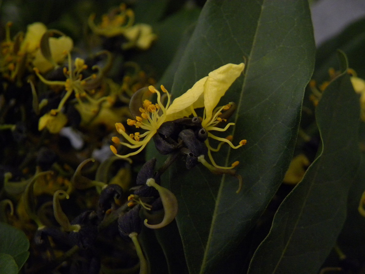 Fabaceae Swartzia jorori