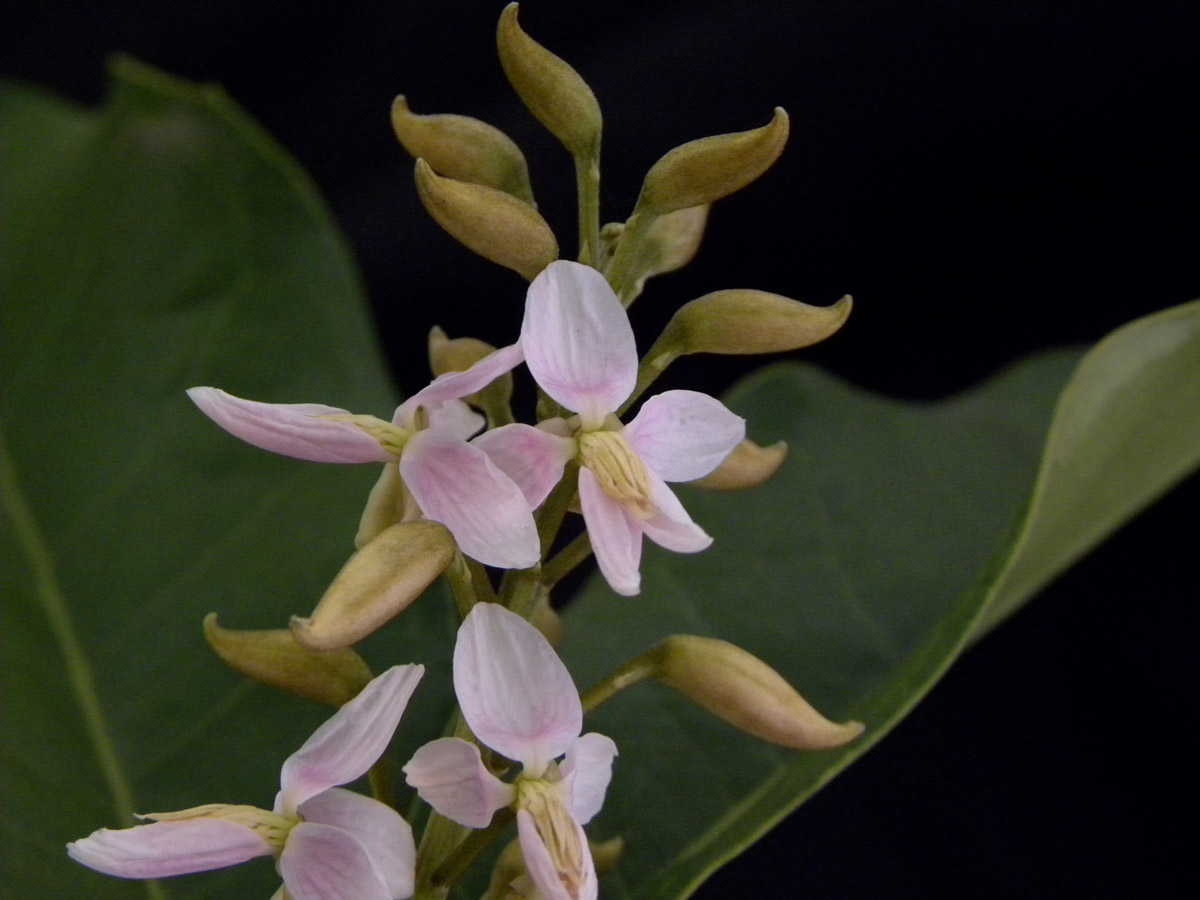 Fabaceae Zollernia ilicifolia