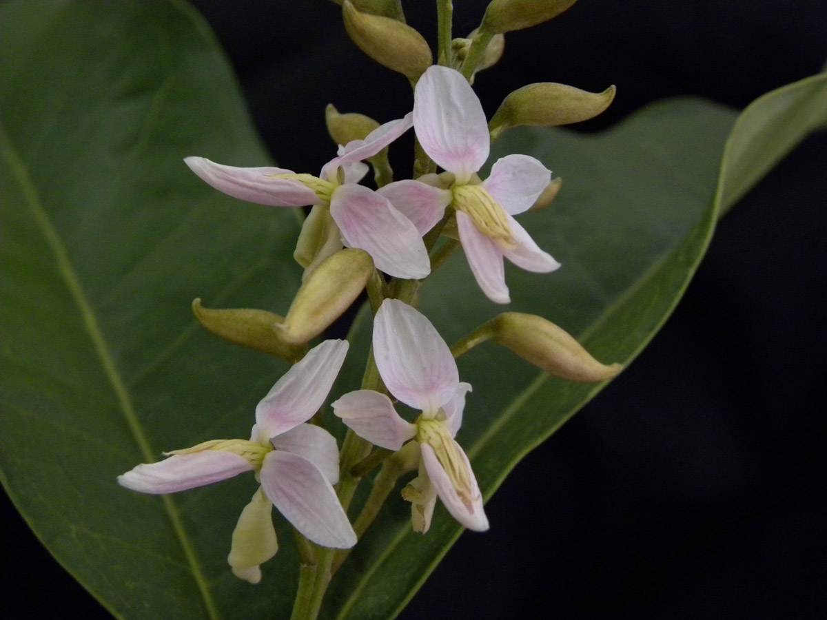 Fabaceae Zollernia ilicifolia