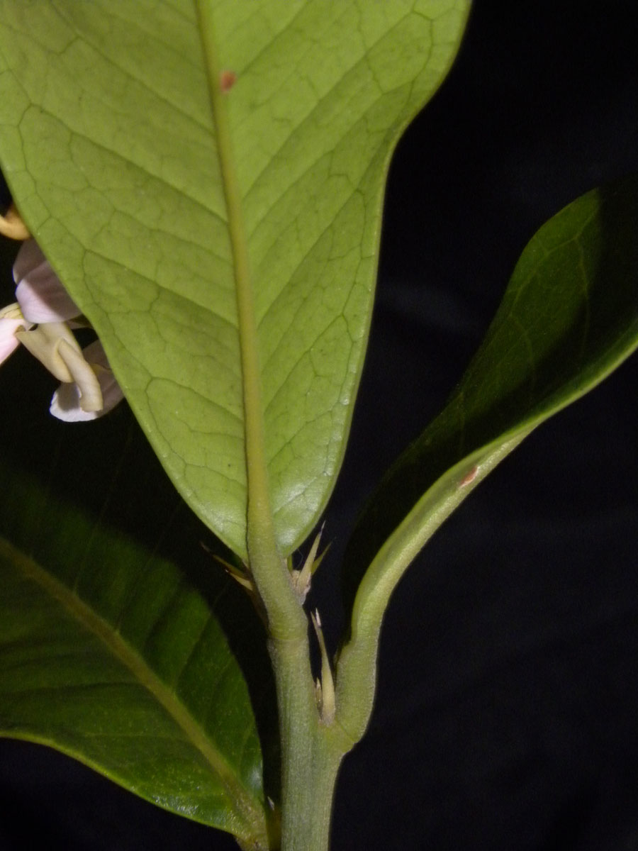 Fabaceae Zollernia ilicifolia