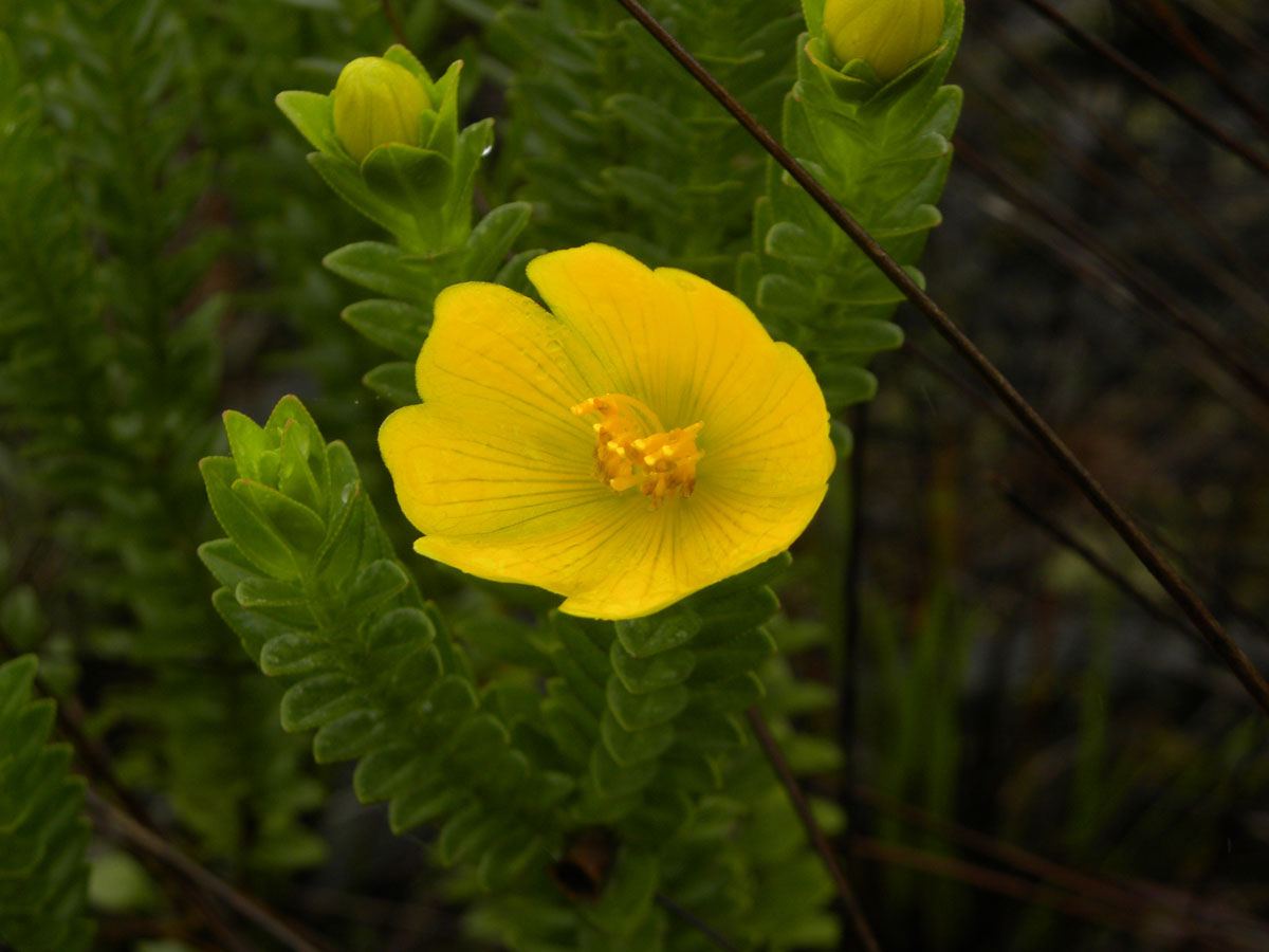 Melastomataceae Lavoisiera itambana